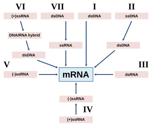 An image visualizing each Baltimore group's route of mRNA synthesis