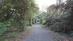 Path surrounded by trees on both sides in a wooded area