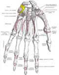 Bones of the left hand. Palmar surface. Triquetral shown in yellow.