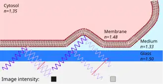 Principle of interference reflection microscopy (IRM)