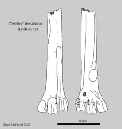 Holotype tarsometatarsus of Proardea deschutteri
