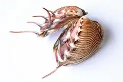 Pitar lupanaria from Costa Rica