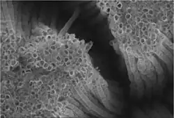 Titanium oxide nanotubes, SEM image