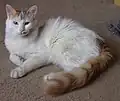 White with Red