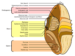 Detailed illustration of the different parts constituting a wheat kernel.